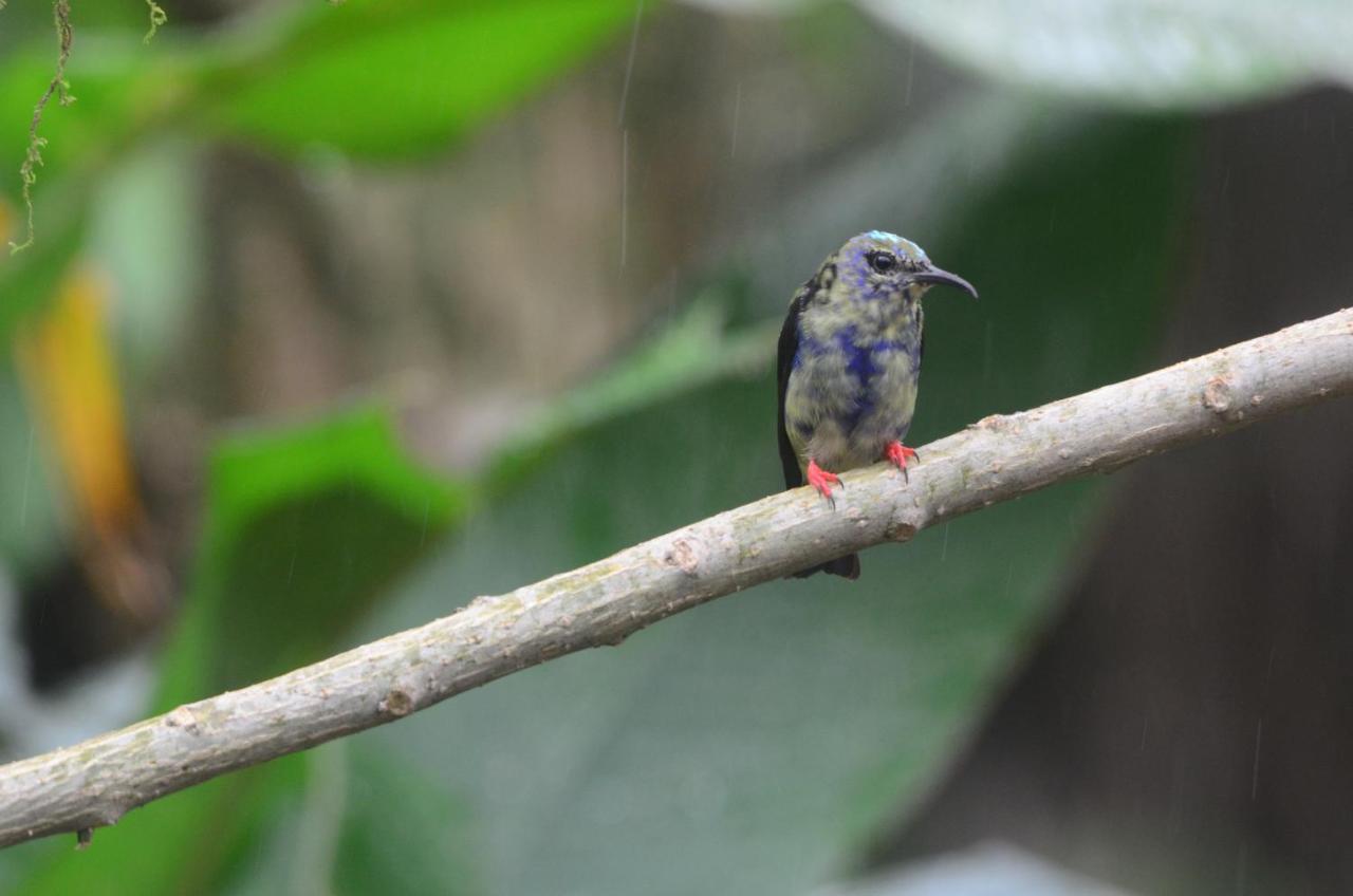 La Tigra  Birds & Breakfast Costa Rica Bed & Breakfast エクステリア 写真