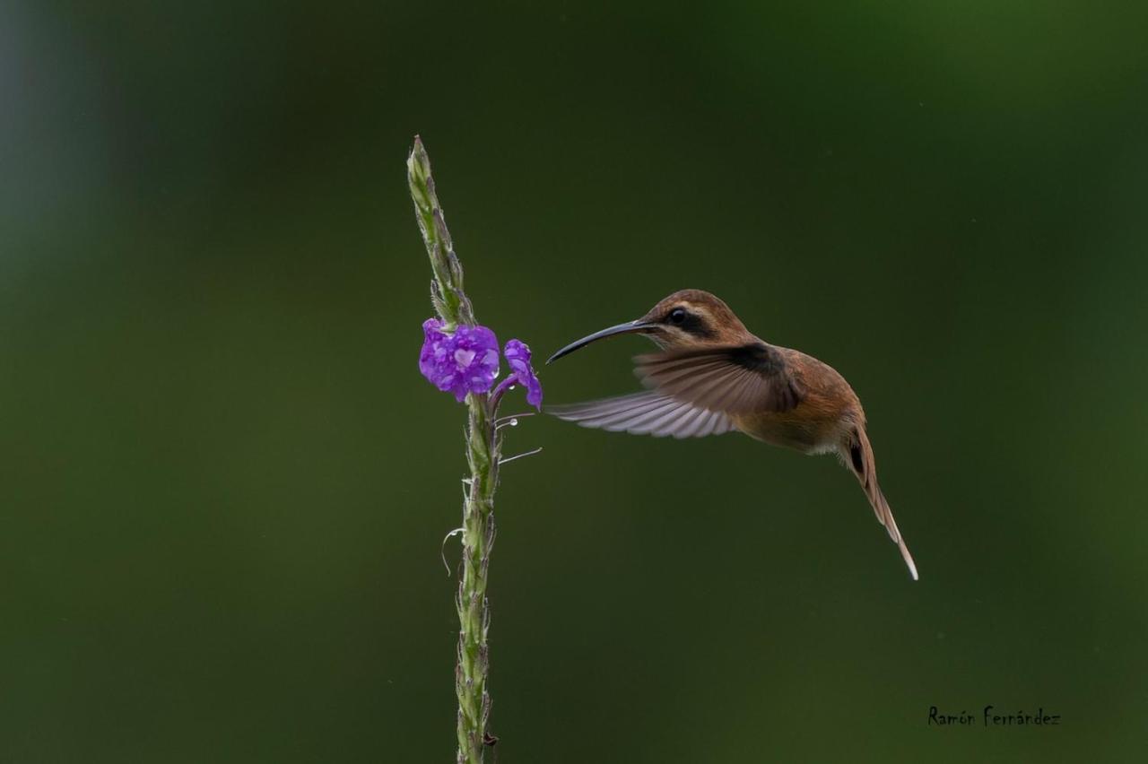 La Tigra  Birds & Breakfast Costa Rica Bed & Breakfast エクステリア 写真