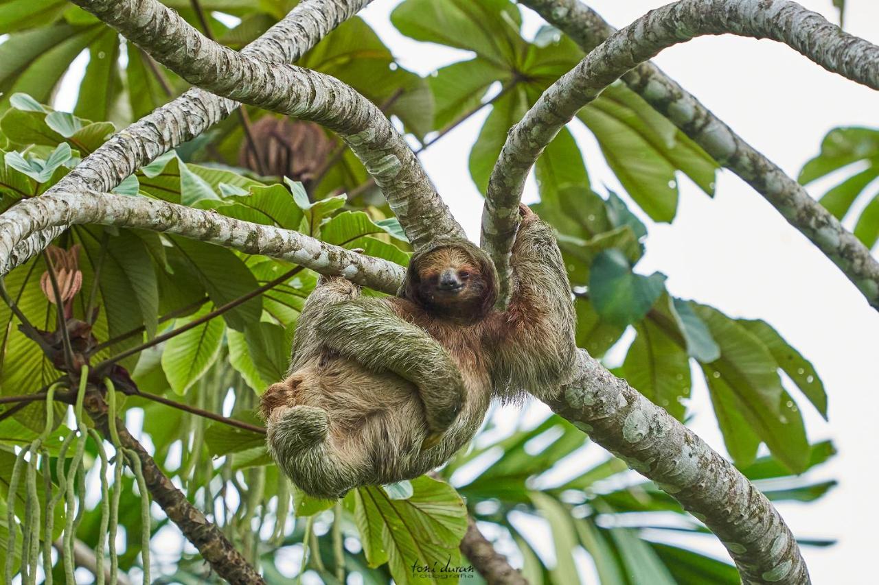 La Tigra  Birds & Breakfast Costa Rica Bed & Breakfast エクステリア 写真