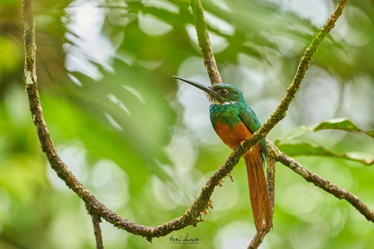 La Tigra  Birds & Breakfast Costa Rica Bed & Breakfast エクステリア 写真