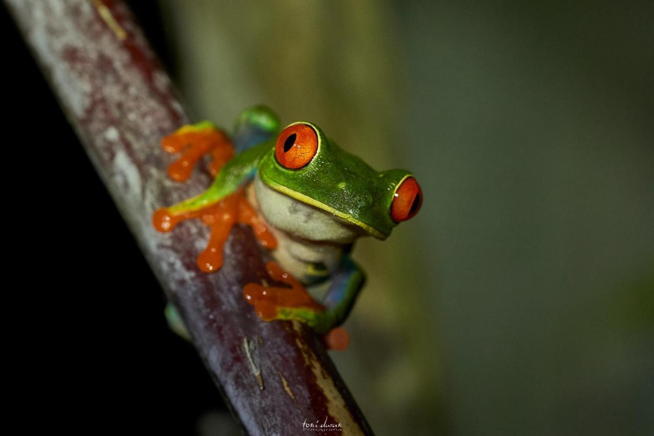 La Tigra  Birds & Breakfast Costa Rica Bed & Breakfast エクステリア 写真