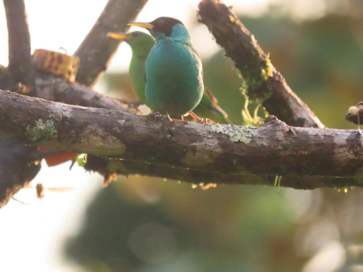 La Tigra  Birds & Breakfast Costa Rica Bed & Breakfast エクステリア 写真