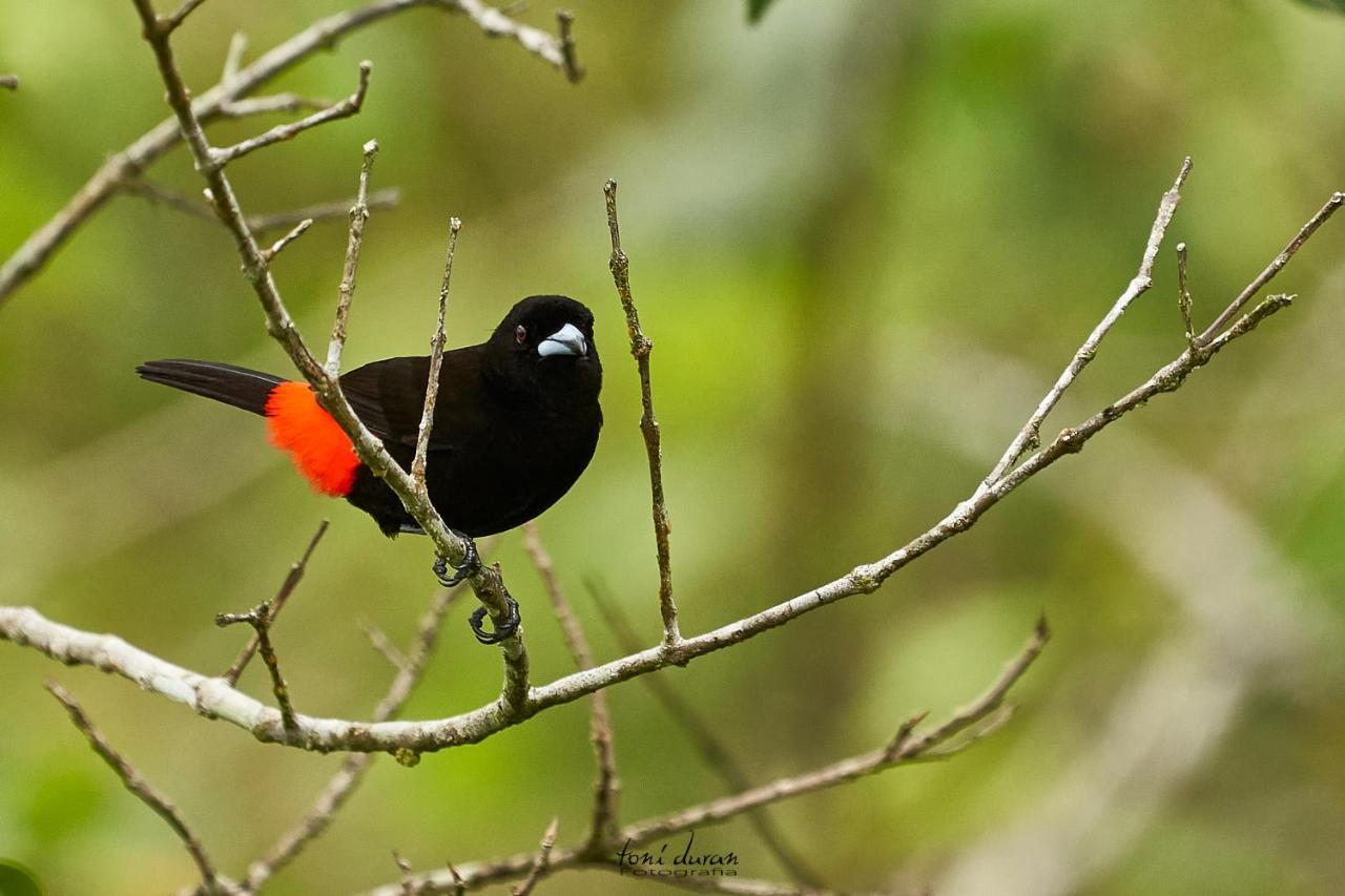 La Tigra  Birds & Breakfast Costa Rica Bed & Breakfast エクステリア 写真