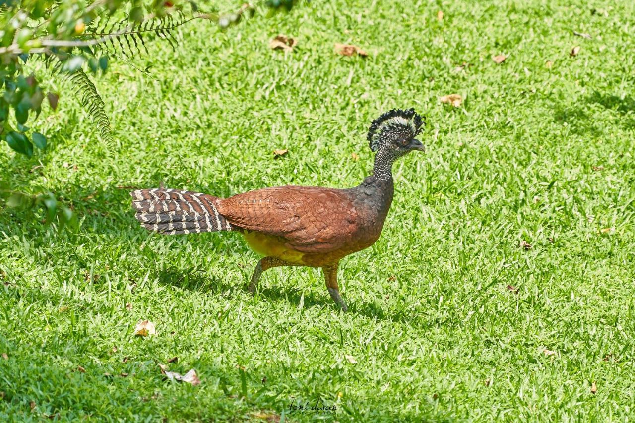 La Tigra  Birds & Breakfast Costa Rica Bed & Breakfast エクステリア 写真