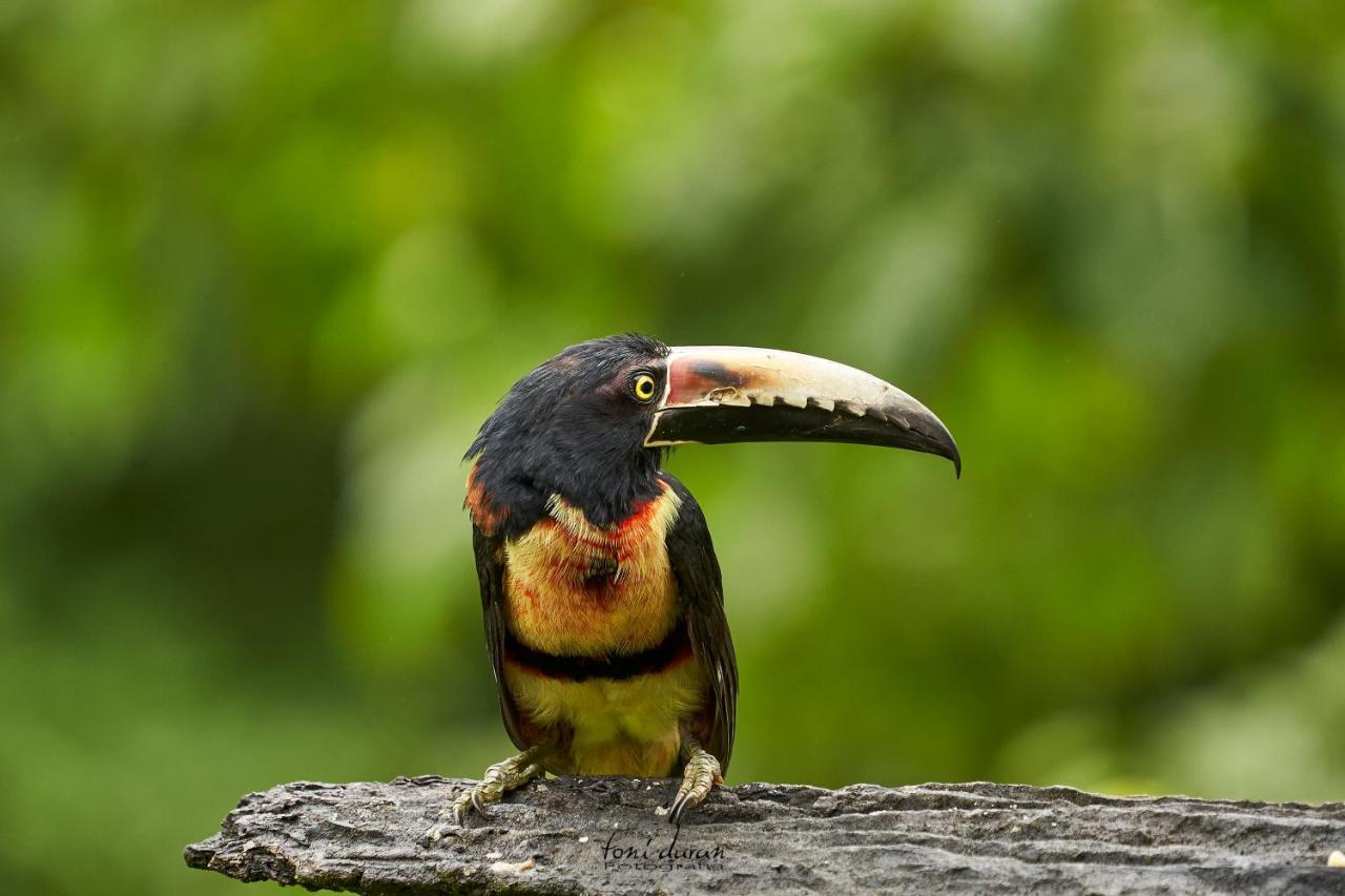 La Tigra  Birds & Breakfast Costa Rica Bed & Breakfast エクステリア 写真