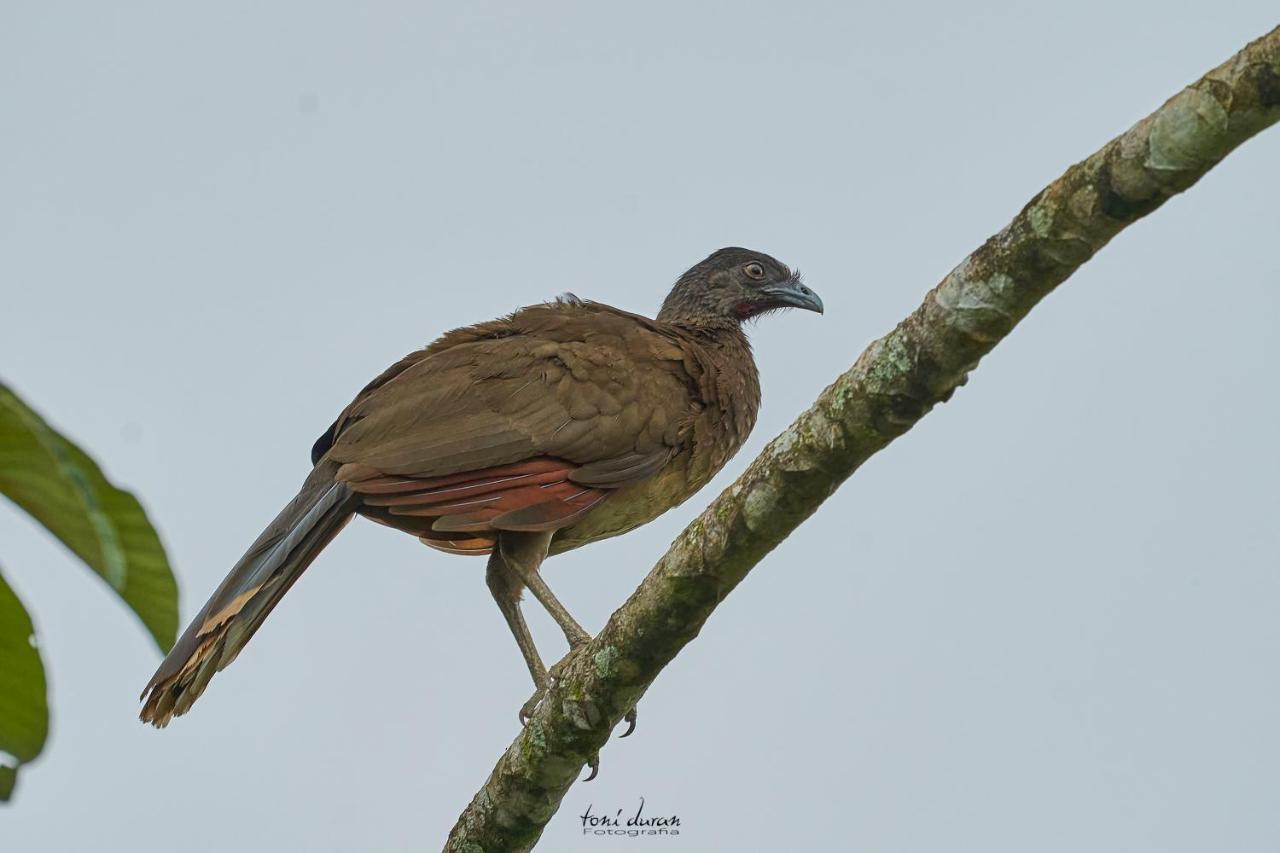 La Tigra  Birds & Breakfast Costa Rica Bed & Breakfast エクステリア 写真