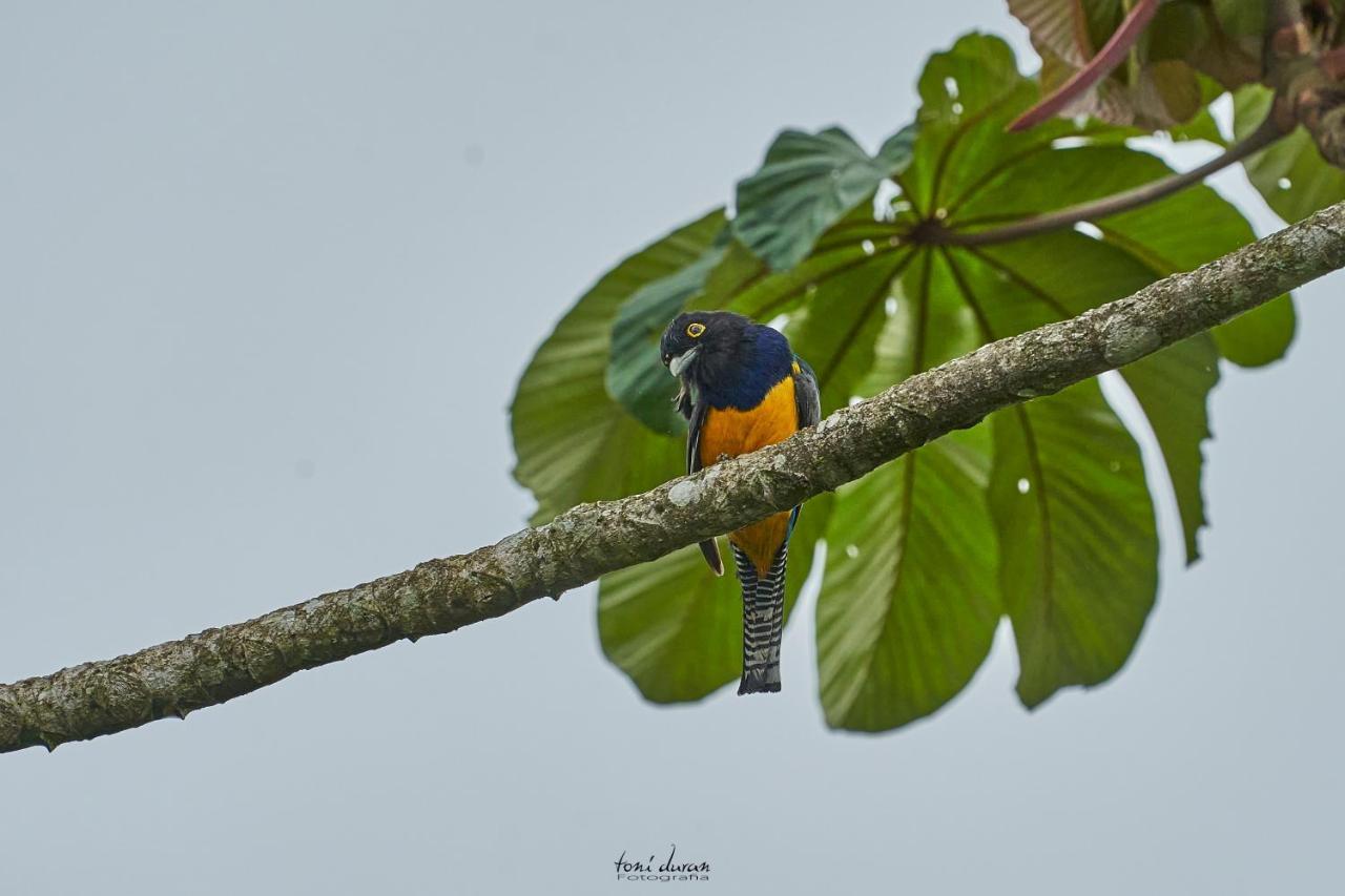 La Tigra  Birds & Breakfast Costa Rica Bed & Breakfast エクステリア 写真