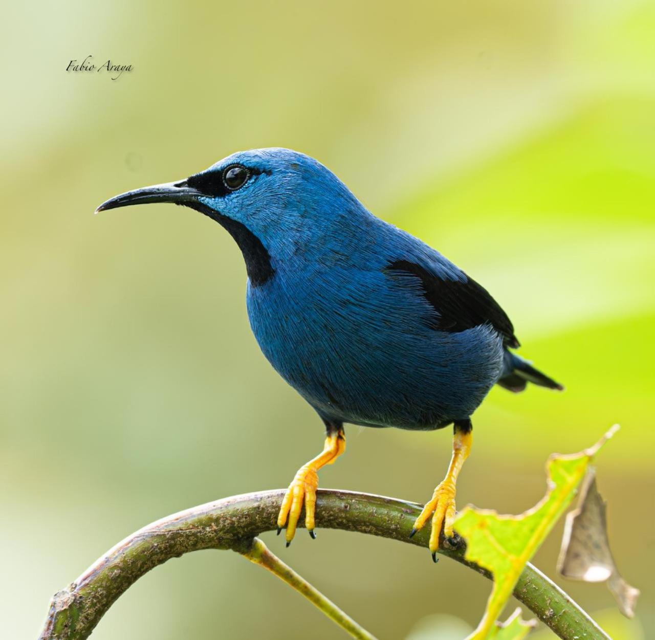 La Tigra  Birds & Breakfast Costa Rica Bed & Breakfast エクステリア 写真
